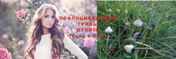 стаф Инта